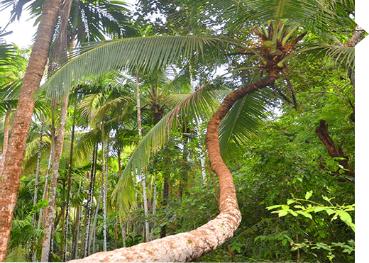 椰子树和槟榔